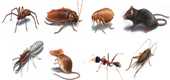 Pests Pests