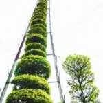 Sambanlei Sekpil topiary recorded in the Guinness Book of World Records in 1999