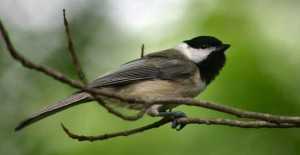 Tips to avoid the crashing of birds on your window